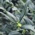 Sarcococca Confusa is an evergreen shrub with glossy dark green leaves and fragrant white winter flowers, perfect for shaded areas