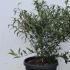 sarcohd 60-80 cm buy online UK.