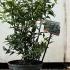 Sarcococca Ruscifolia - Sweet Box 15-25 cm buy online UK.