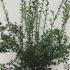 sarcococca 80-100 cm buy online UK.