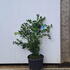 sarcococca 60-80 cm buy online UK.