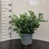 sarcococca 30-40 cm buy online UK.