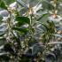 Sarcococca Ruscifolia, or Sweet Box, is an evergreen shrub with glossy dark green leaves and clusters of fragrant white flowers in winter, followed by black berries.