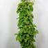 shm 80-100 cm buy online UK.
