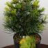 Sciadopitys Verticillata. Japanese Umbrella Pine. Koyamaki 50-60 cm buy online UK.