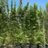 semiarundinariafastuosa 3.5-4 m buy online UK.
