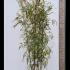 Semiarundinaria Fastuosa Bamboo 3.5-4 m buy online UK.