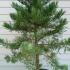 Sequoiadendron Giganteum  Giant Redwood 1-1.25 m buy online UK.