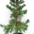 Sequoiadendron Giganteum Glaucum 1.25-1.5 m buy online UK.