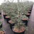 sgg 1-1.25 m buy online UK.