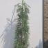 Sequoiadendron Giganteum Pendulum 1-1.25 m buy online UK.