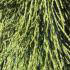 Sequoiadendron giganteum pendulum or Giant Weeping Sequoia tree - very rare and unusual tree - buy online UK
