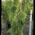 Sequoiadendron Giganteum Pendulum 1.25-1.5 m buy online UK.