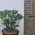 sjg 20-25 cm buy online UK.