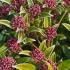 Skimmia Japonica Godries Dwarf Green, compact variety of Skimmia with unusual pin head pink blooms, evergreen with year round interest, buy UK.