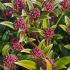 Skimmia Japonica Godries Dwarf Green, compact variety of Skimmia with unusual pin head pink blooms, evergreen with year round interest, buy UK.