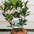 Skimmia Japonica Kew White 30-40 cm buy online UK.