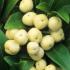 Skimmia Japonica Kew White is a neat, compact evergreen shrub with cream coloured flowers and unusual white berries. Ornamental shrubs for sale UK.