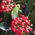 Skimmia Japonica Pabella red berries throughout the winter. Buy online london UK.