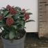 Skimmia Japonica Rubella 15-25 cm buy online UK.