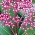 Skimmia Rubella Japonica just one of our Evergreen Shrubs for sale online with nationwide delivery UK