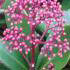 Skimmia Rubella Japonica just one of our Evergreen Shrubs for sale online with nationwide delivery UK