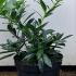 Skimmia x Confusa Kew Green 20-30 cm buy online UK.