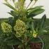 Skimmia x Confusa Kew Green 25-30 cm buy online UK.