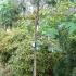 Brown Turkey variety of fig trees UK