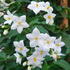 Solanum Jasminoides Album