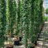 Solanum Jasminoides Bittersweet Jasmine 2-2.5 m buy online UK.