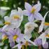 Solanum jasminoides climbing plant with white flowers
