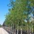 Sophora Japonica - Japanese Pagoda Tree 5-5.5 m buy online UK.