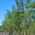 Sophora Japonica - Japanese Pagoda Tree 3.5-4 m buy online UK.