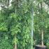  Weeping Japanese Pagoda Tree - Mature Specimen