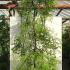 Sophora Japonica Pendula or Weeping Japanese Pagoda, a picturesque small weeping tree forming a natural arbour