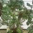 Sorbaria Sorbifolia Sem 1.25-1.5 m buy online UK.