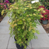 sss 80-100 cm buy online UK.