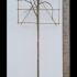 Sorbus Aria Whitebeam Pleached Trees 3.5 m buy online UK.