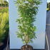 saas 1.25-1.5 m buy online UK.