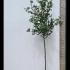 Sorbus Aucuparia Edulis Rowan Mountain Ash 3.75-4.25 m buy online UK.