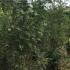 soau 1.25-1.5 m buy online UK.