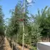 soau 3-3.5 m buy online UK.