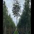 Sorbus Aucuparia Fastigiata Mountain Ash 3-3.5 m buy online UK.