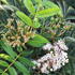 Sorbus Aucuparia Autumn Spire Mountain Ash