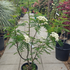 sdkma 80-100 cm buy online UK.