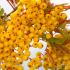 Sorbus Joseph Rock - mountain Ash tree with fruits in Autumn, buy online UK delivery