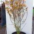 swf 1.25-1.5 m buy online UK.