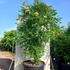 swf 1.25-1.5 m buy online UK.