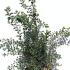 Spiraea Arguta - Bridal Wreath 50-60 cm buy online UK.